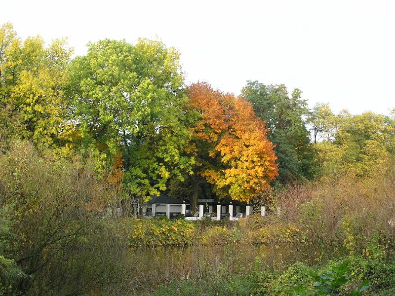 Herbst am Leineufer.JPG